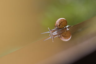 snail on brown board selective focus photography HD wallpaper