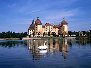 white swan, architecture, city, castle, Germany