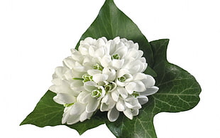 macro photography of white petal flowers