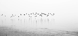 black birds in body of water photo HD wallpaper