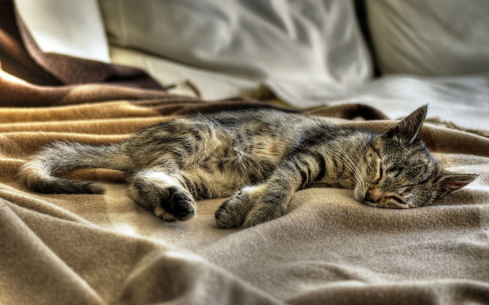 silver tabby kitten on gray textile HD wallpaper