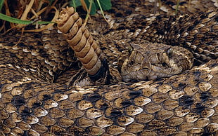 rattle snake photo