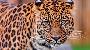 adult Leopard HD wallpaper