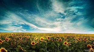 sunflower field, sunflowers, field, sky, clouds HD wallpaper