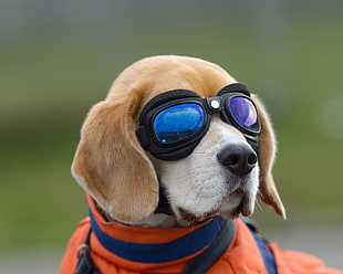short-coated brown dog, animals, dog, glasses
