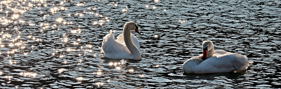 white Swans on lake HD wallpaper