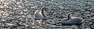 white Swans on lake HD wallpaper