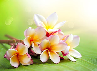 white, yellow and pink flowers HD wallpaper