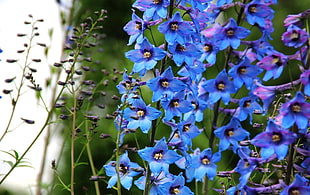 blue multi-petaled flowers closeup photography