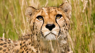 brown and black cheetah, animals, feline, nature, cheetahs HD wallpaper