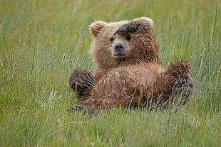 brown bear, grass, nature, bears, animals HD wallpaper