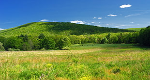green grass with trees and mountain as background