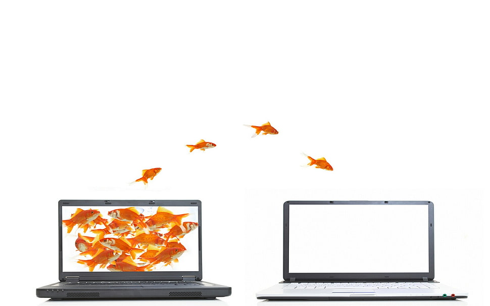 two black laptop computers HD wallpaper