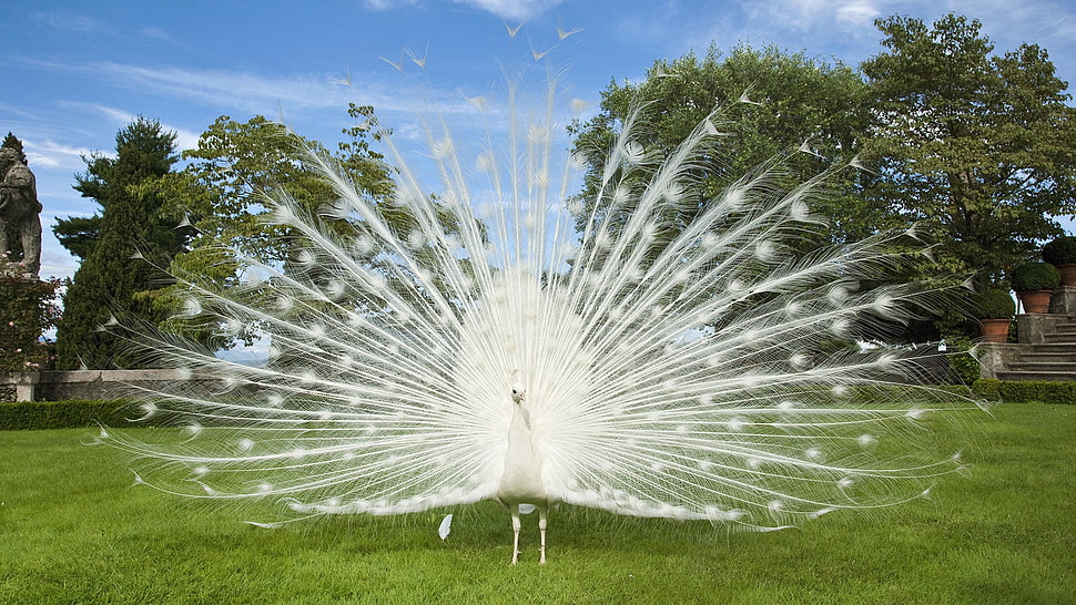white Peacock bird on green grass field HD wallpaper