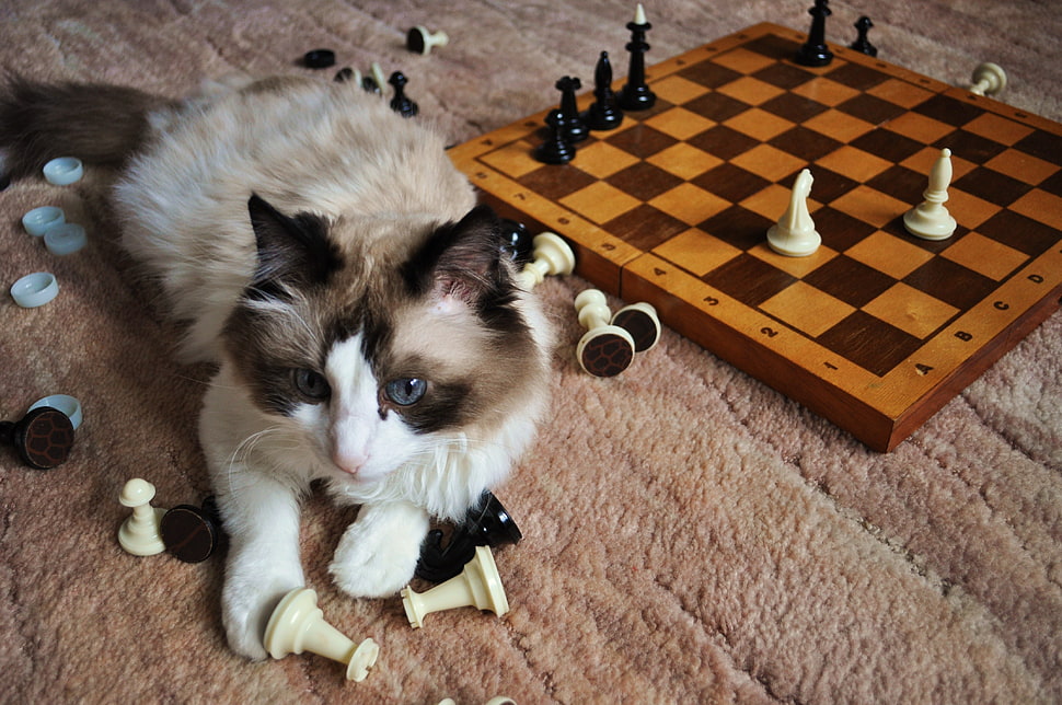 white and brown cat playing chess pieces HD wallpaper
