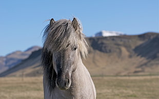 shallow focus photography of gray horse
