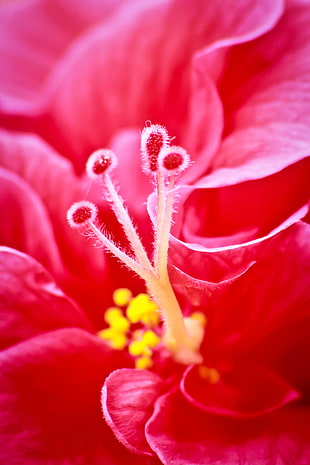 close up photo of red flower HD wallpaper