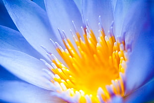 macro photo of blue Waterlily flower HD wallpaper