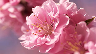 selective focus photography of pink flowers HD wallpaper