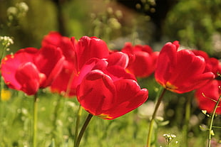 close up photo of red petaled flowers HD wallpaper