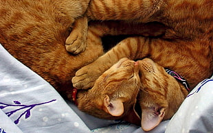 two orange tabby cats on white and purple textile