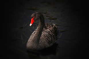 focus photography of red beak swan