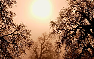 landscape photograph of Forest during Autumn