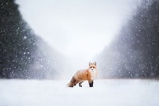 brown fox digital wallpaper, landscape, animals, fox