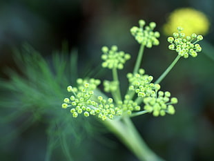 green flowering plant in shallow focus photography