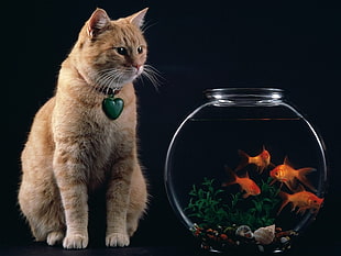 orange tabby cat sitting near clear glass fish bowl with three orange goldfish