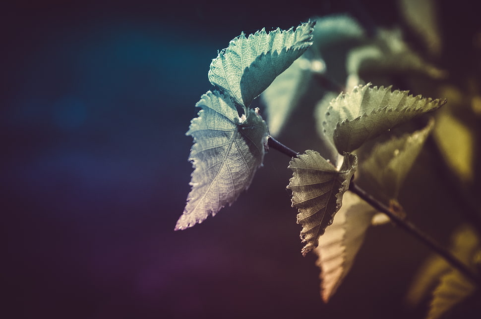 green leaf plant HD wallpaper