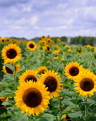 sunflower field, sunflowers HD wallpaper
