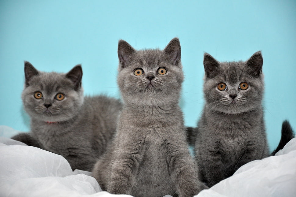 three short-fur gray cats HD wallpaper