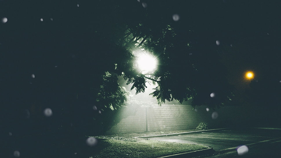 green leafed trees, trees, lights, parking lot, glowing HD wallpaper