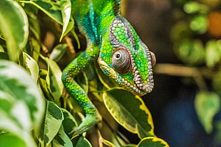 green and blue chameleon HD wallpaper