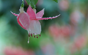 pink and white Fuchsia flower selective-focus photo