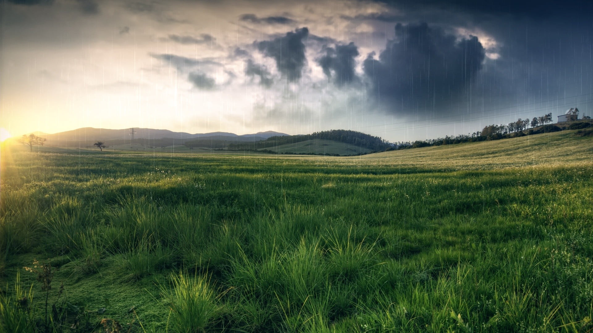 green grass field, grass, field, rain, nature