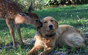 adult Golden Retriever and fawn deer