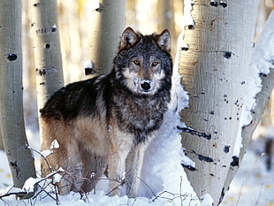 gray wolf with snow covered tree