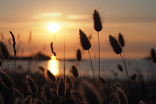 photography of cattail during sunset, bretagne