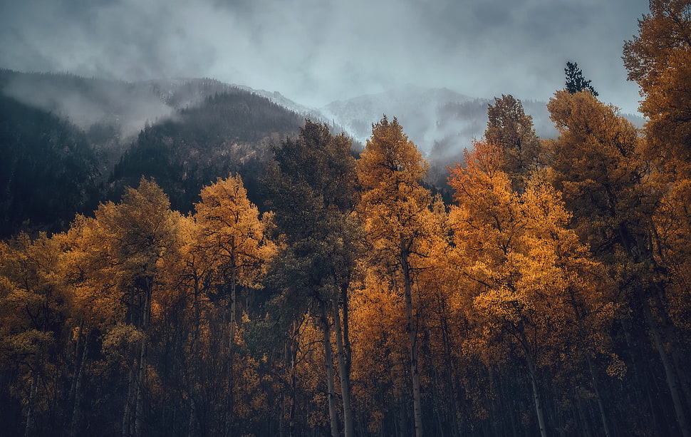 fall, trees, nature, mountains HD wallpaper