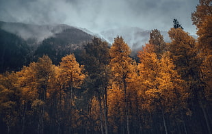fall, trees, nature, mountains