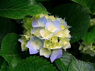 green and blue flowers, hydrangea, leaves, flowers, plants