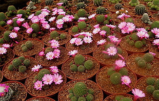 Cactus plants with pot HD wallpaper