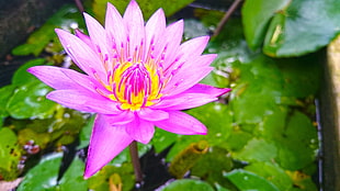 pink flower, nature, lotus flowers, beach, Sri Lanka HD wallpaper