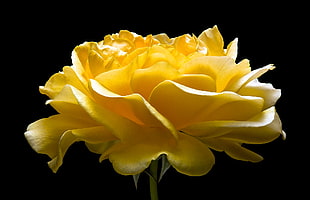 Rose,  Yellow,  Petals,  Bud HD wallpaper