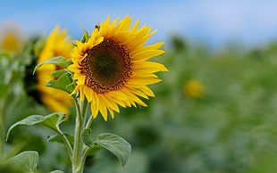 sunflower in close-up photography