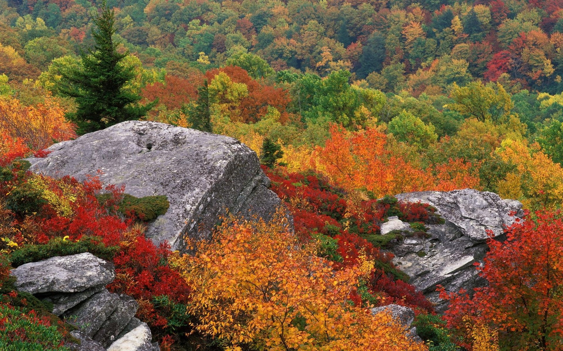 landscape photography of forest