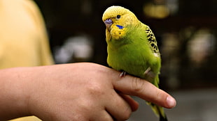 green and yellow budgerigar perched on person finger