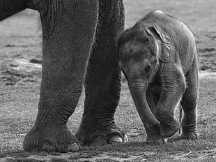 grayscale photo of baby Elephant HD wallpaper